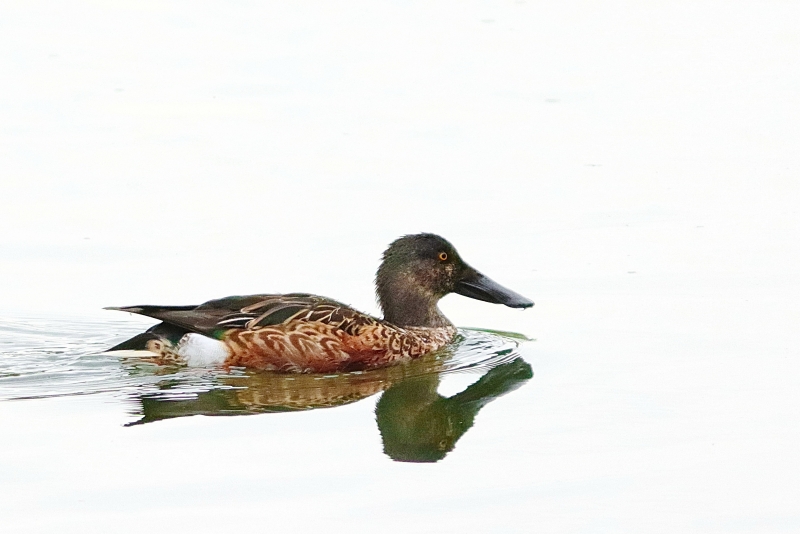 Photo Oiseaux Canard souchet (Anas clypeata)