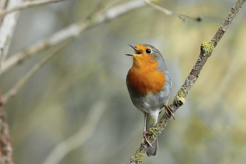 Photo Oiseaux Rouge-gorge familier (Erithacus rubecula)
