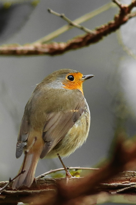 Photo Oiseaux Rouge-gorge familier (Erithacus rubecula)