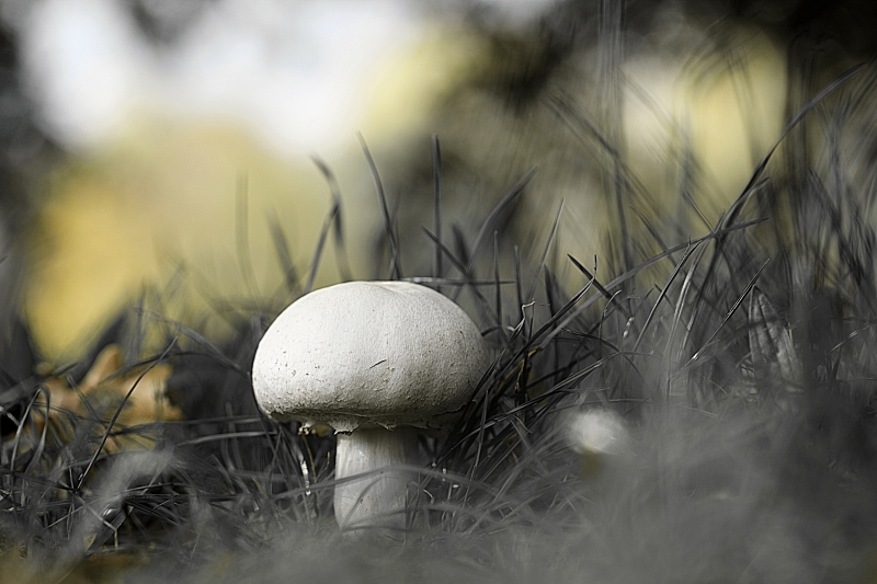 Photo Autres Rosé des prés (Agaricus campestris)