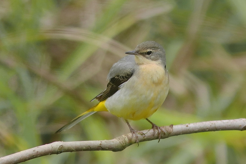 Photo Oiseaux Bergeronnette des ruisseaux (Motacilla cinerea)