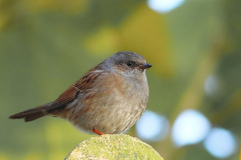 Photo Oiseaux Accenteur mouchet (Prunella modularis)