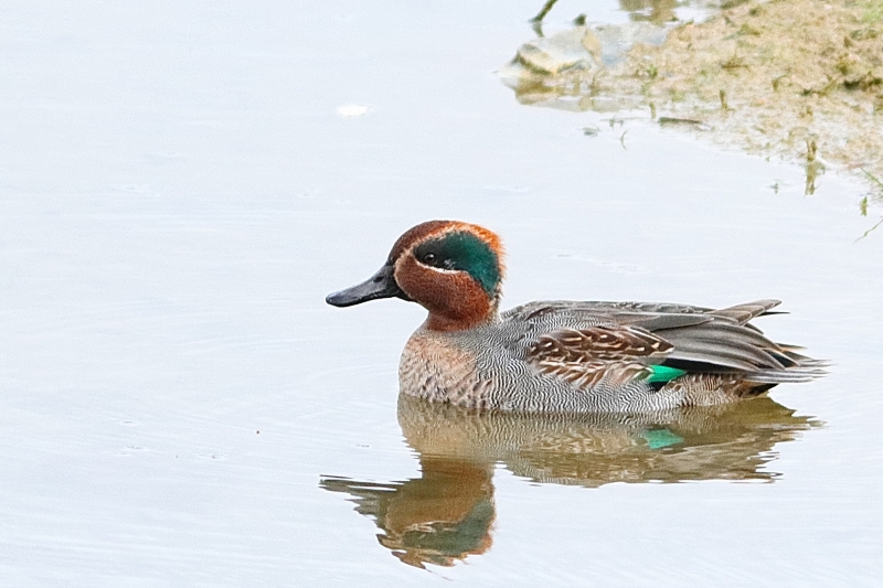 Photo Oiseaux Sarcelle d'hiver (Anas crecca)