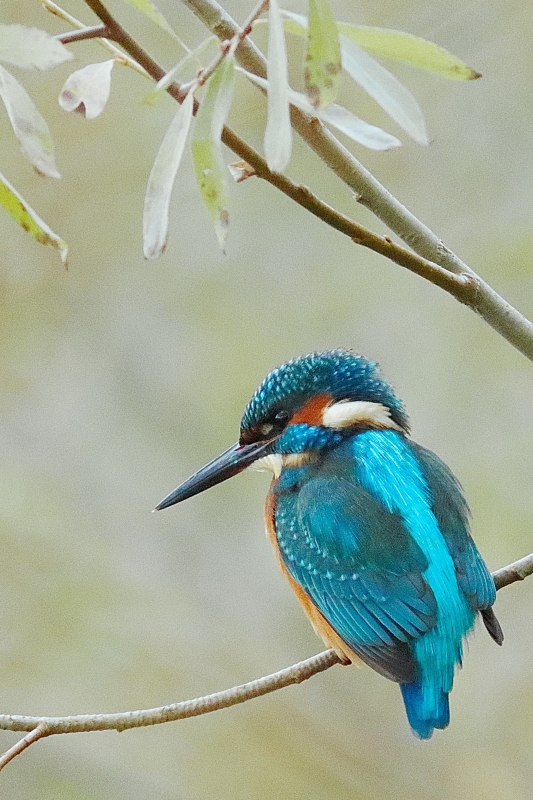 Photo Oiseaux Martin-pêcheur d'Europe (Alcedo atthis)