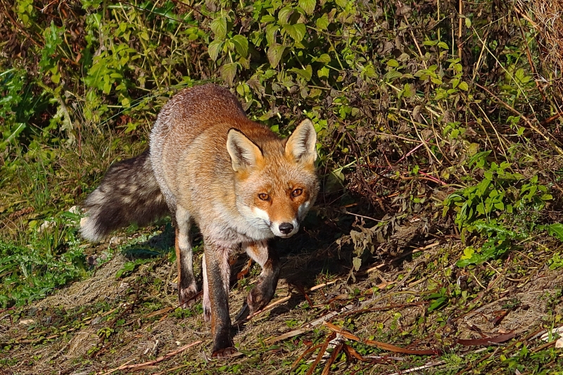 Photo Mammifères Renard Roux Vulpes Vulpes