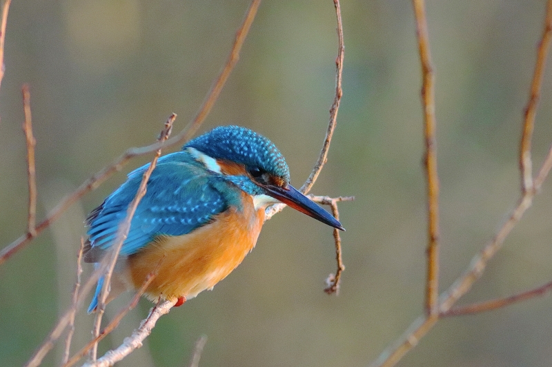 Photo Oiseaux Martin-pêcheur d'Europe (Alcedo atthis)