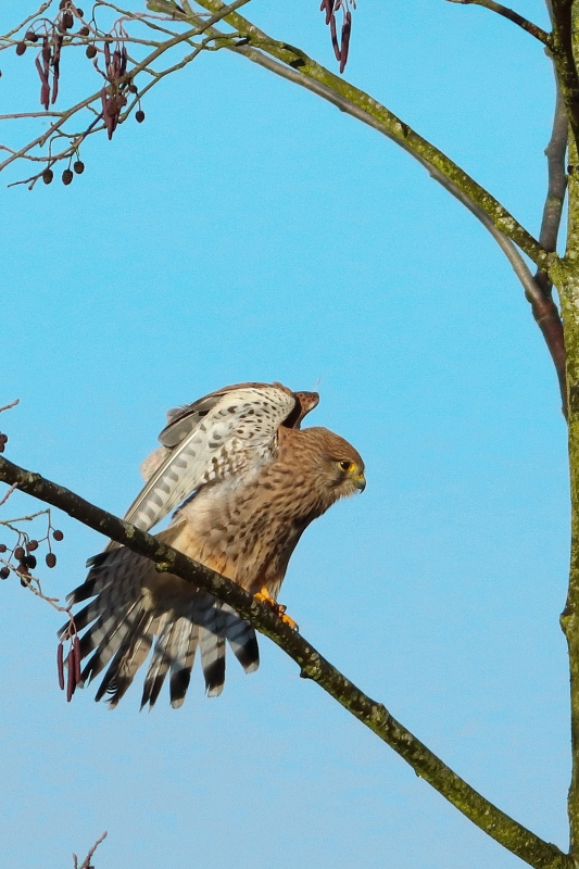 Photo Oiseaux Faucon crécerelle (Falco tinnunculus)