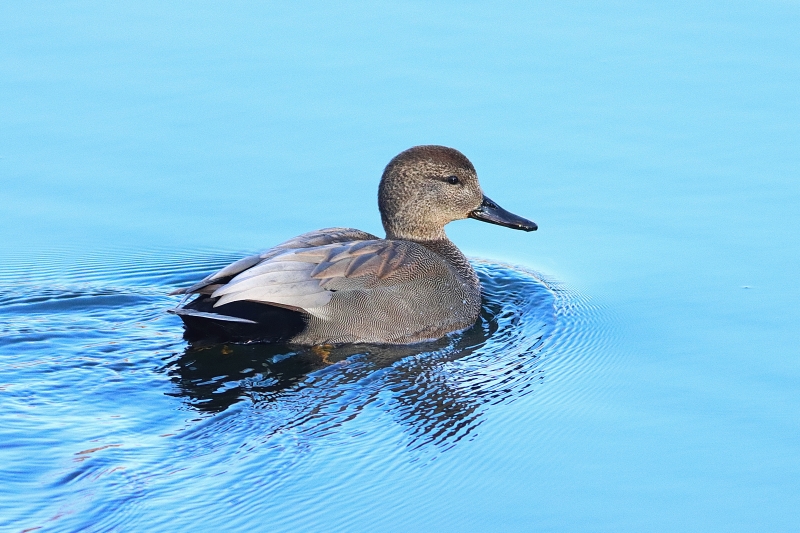 Photo Oiseaux Canard chipeau (Mareca strepera)