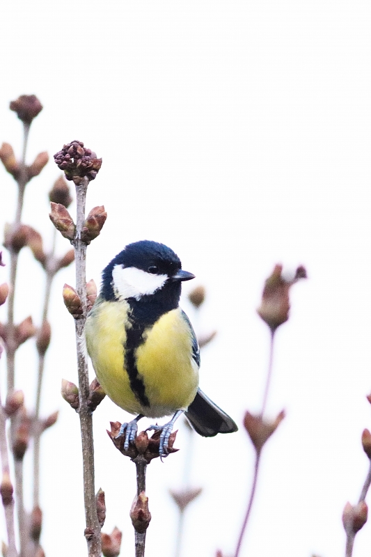 Photo Oiseaux Mésange charbonnière (Parus major)