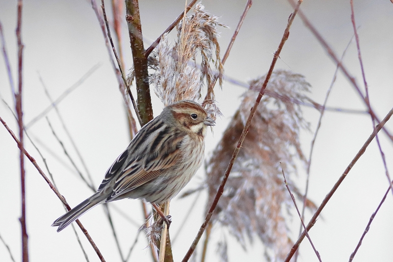 Photo Oiseaux Bruant des roseaux (Emberiza schoeniclus)