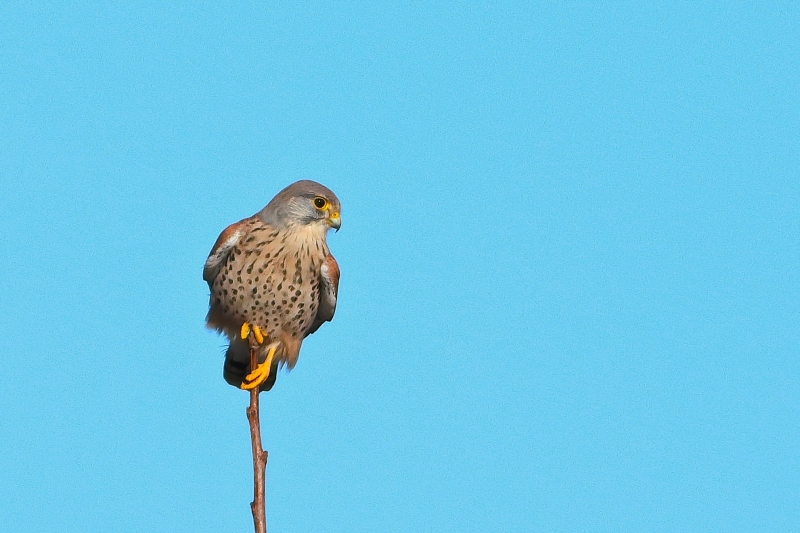 Photo Oiseaux Faucon crécerelle (Falco tinnunculus)