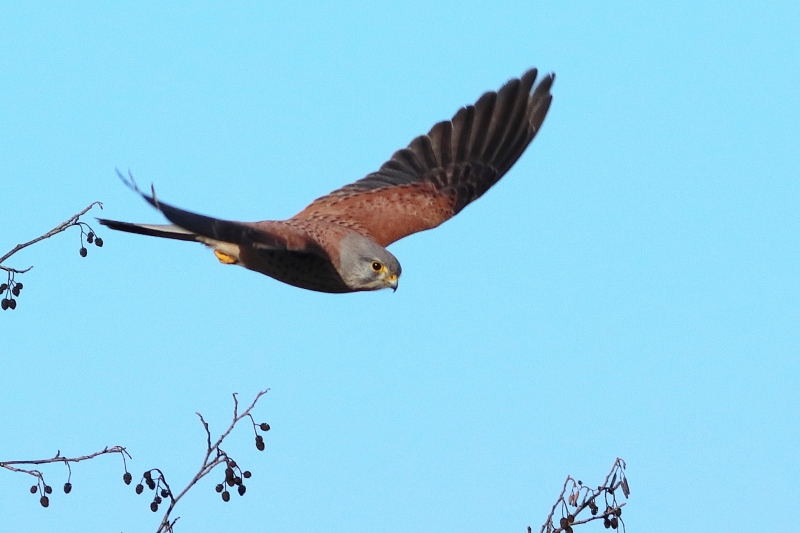 Photo Oiseaux Faucon crécerelle (Falco tinnunculus)