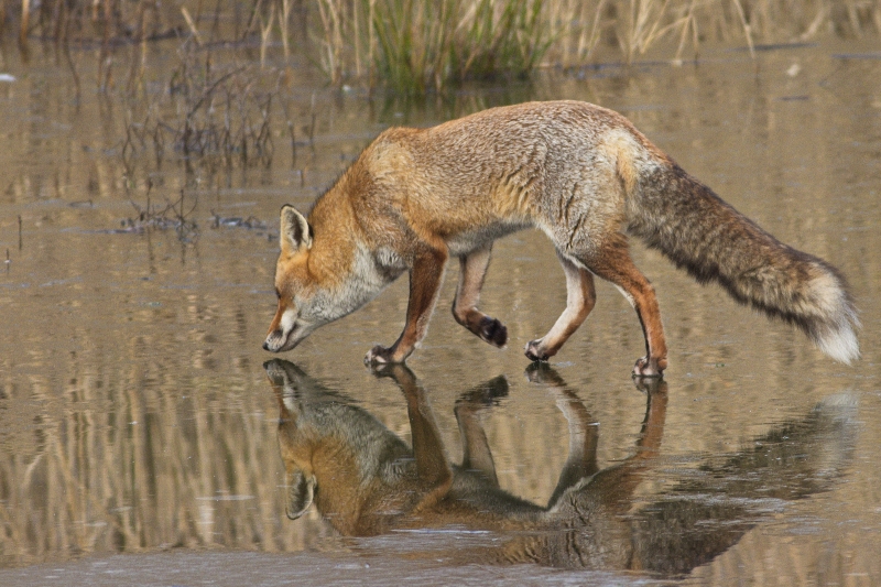 Photo Mammifères Renard Roux Vulpes Vulpes