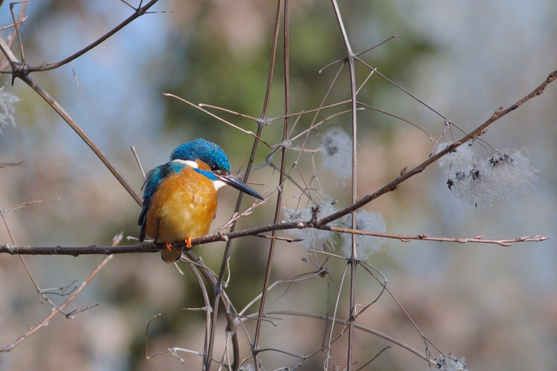Photo Oiseaux Martin-pêcheur d'Europe (Alcedo atthis)