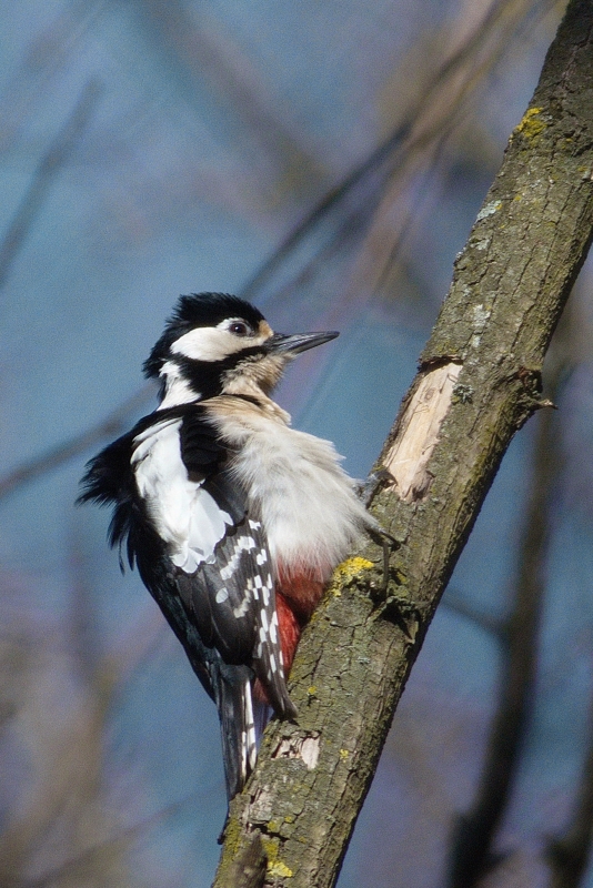 Photo Oiseaux Pic épeiche (Dendrocopos major)