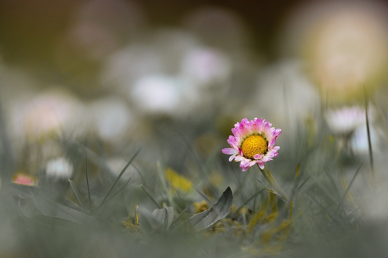 Photo Flore Pâquerette (Bellis perennis)