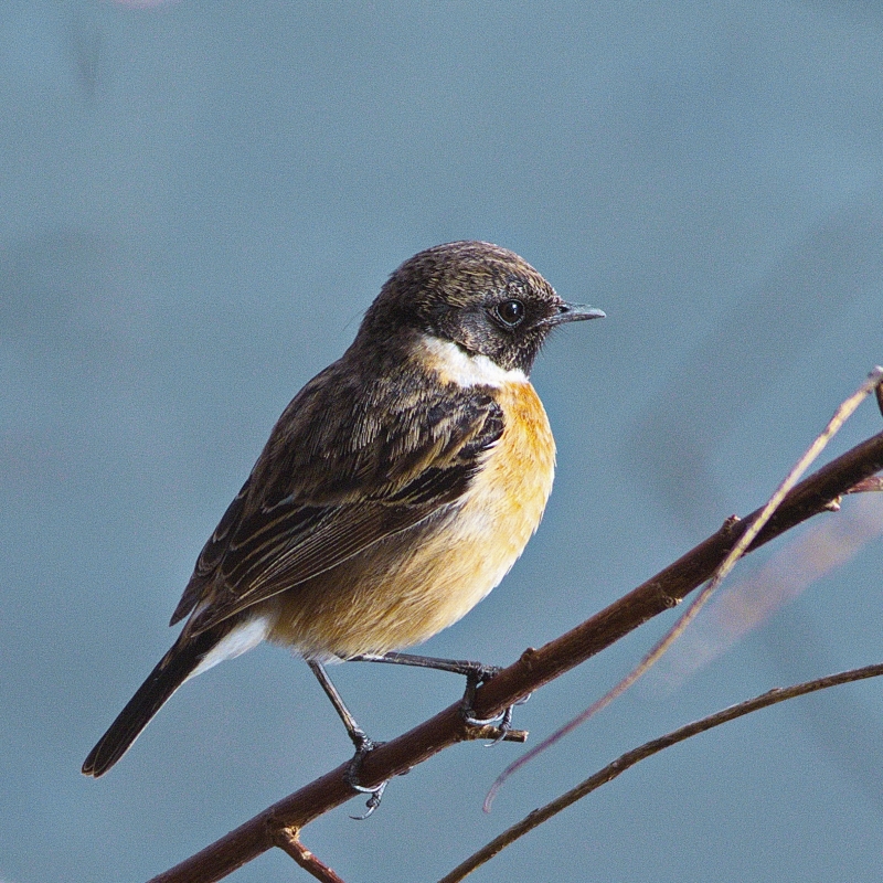 Photo Oiseaux Tarier pâtre (Saxicola rubicola)