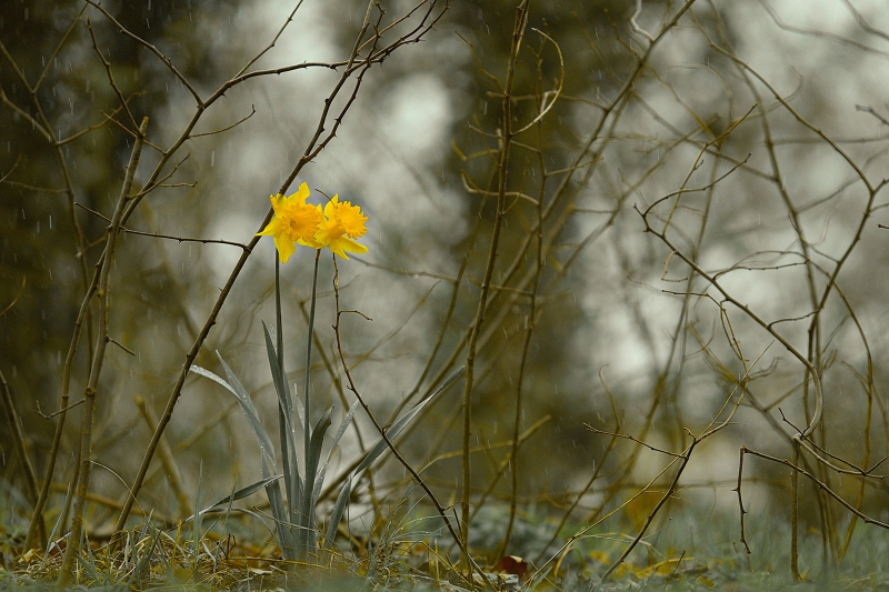 Photo Flore jonquille