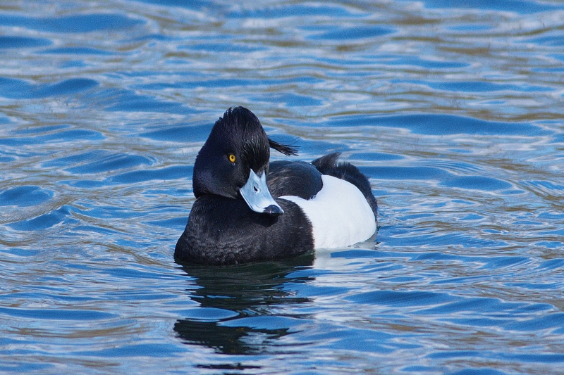 Photo Oiseaux Fuligule morillon (Aythya fuligula)