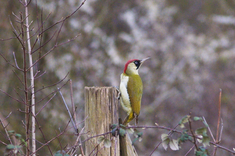 Photo Oiseaux Pic vert (Picus viridis)