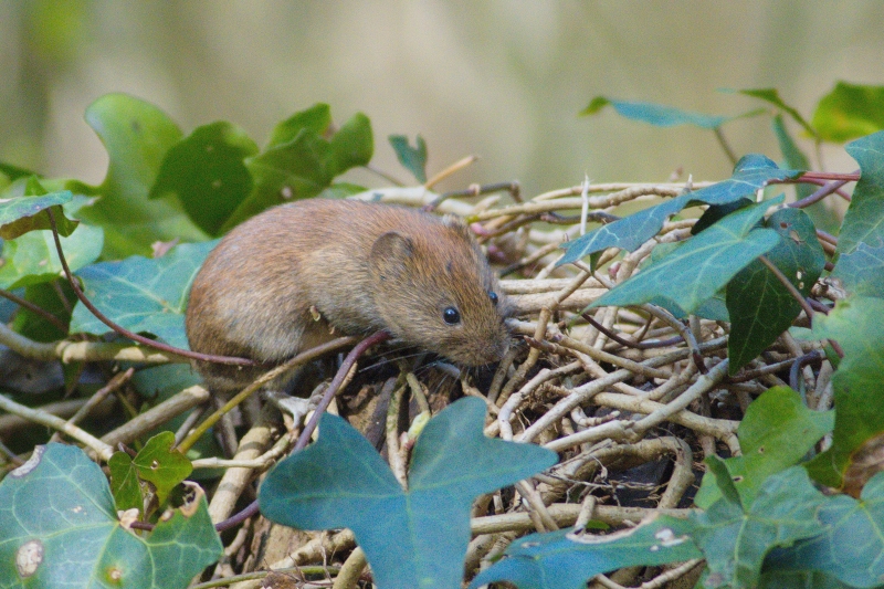 Photo Mammifères  Campagnol des bois (Myodes glareolus)