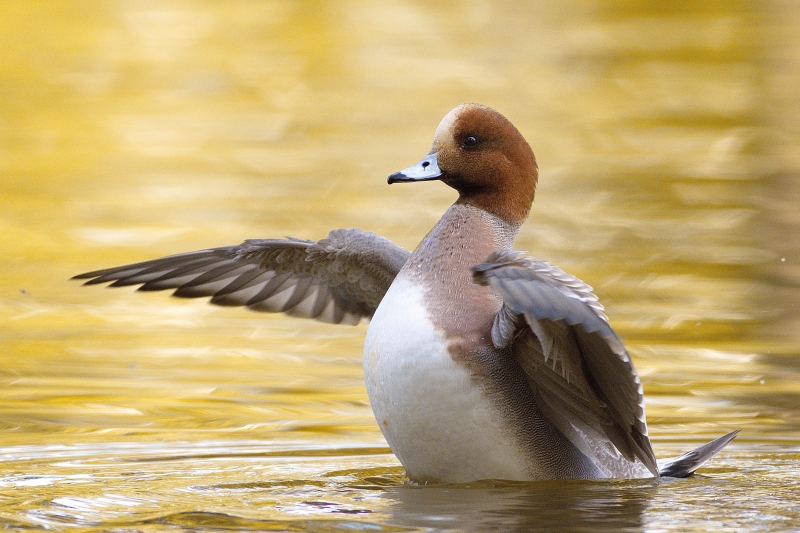 Photo Oiseaux Canard siffleur (Mareca penelope)