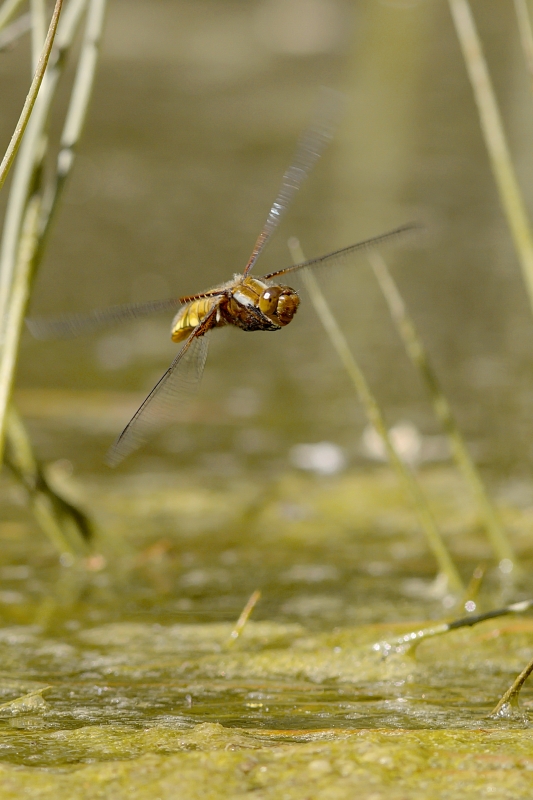 Photo Insectes Libellule déprimée (Libellula depressa)