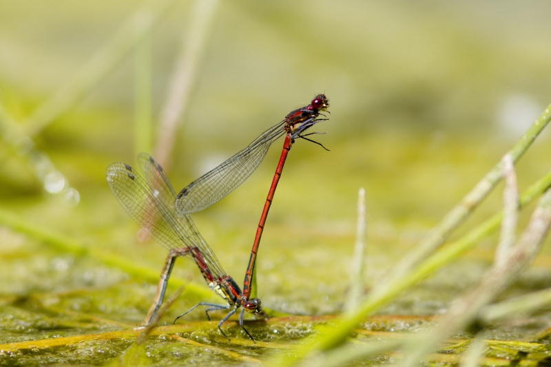 Photo Insectes Petite Nymphe au corps de feu (Pyrrhosoma nymphula)