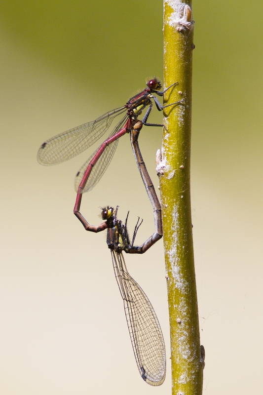 Photo Insectes Petite Nymphe au corps de feu (Pyrrhosoma nymphula)