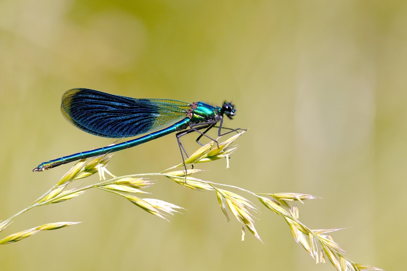 Photo Insectes Caloptéryx éclatant (Calopteryx splendens)