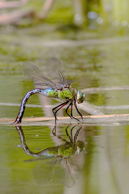Photo Insectes Anax empereur (Anax imperator)