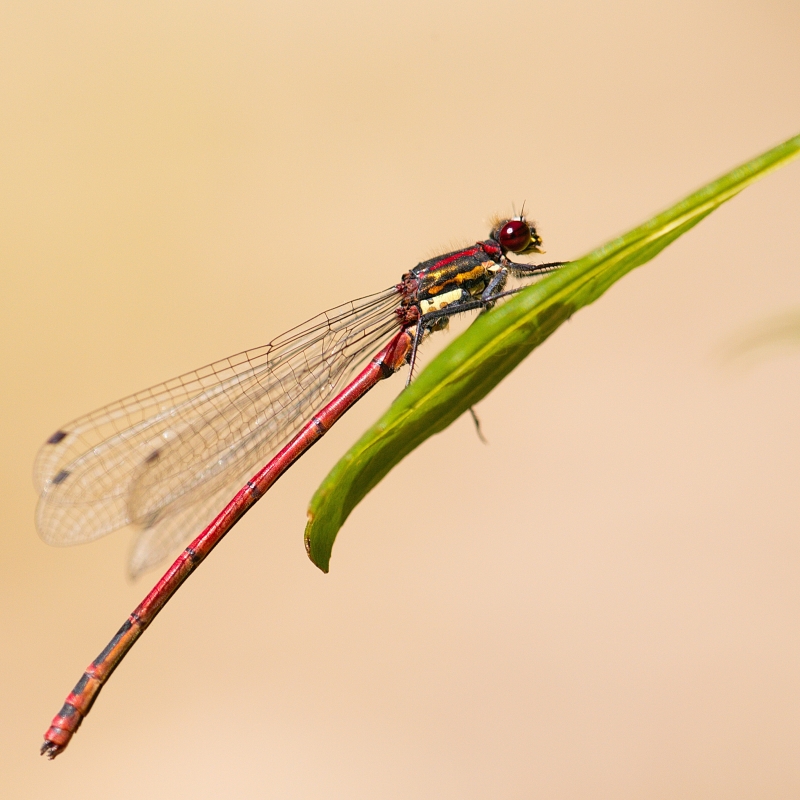 Photo Insectes Petite Nymphe au corps de feu (Pyrrhosoma nymphula)