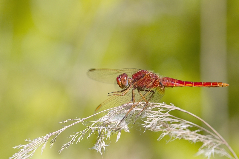 Photo Insectes Crocothémis écarlate (Crocothemis erythraea)
