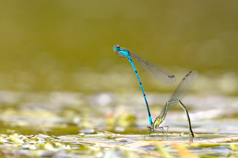 Photo Insectes agrion jouvencelle (Coenagrion puella)