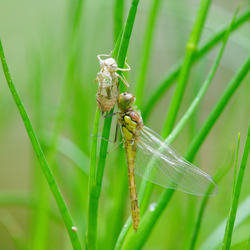 Photo Insectes Sympétrum strié (Sympetrum striolatum)