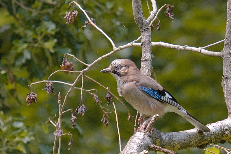 Photo Oiseaux Geai des chènes (Garrulus glandarius)