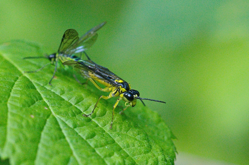 Photo Insectes Tenthrède commune (Tenthredo mesomela)