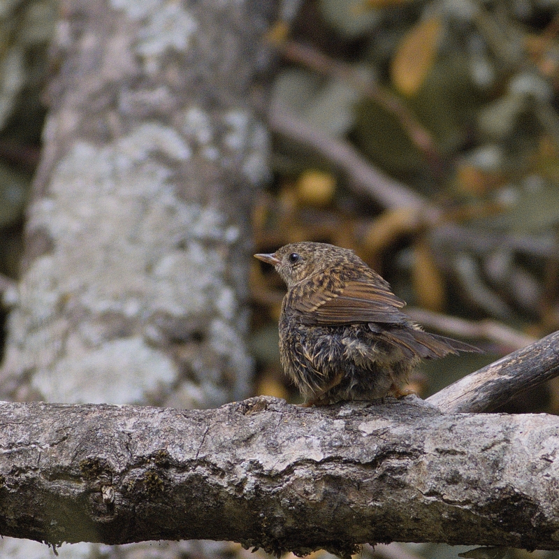 Photo Oiseaux Accenteur mouchet (Prunella modularis)