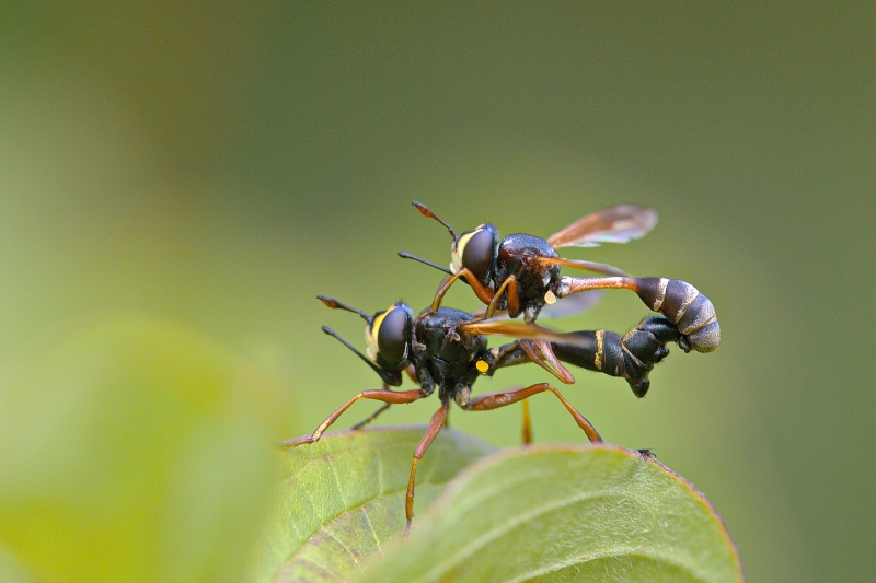 Photo Insectes Physocephala rufipes