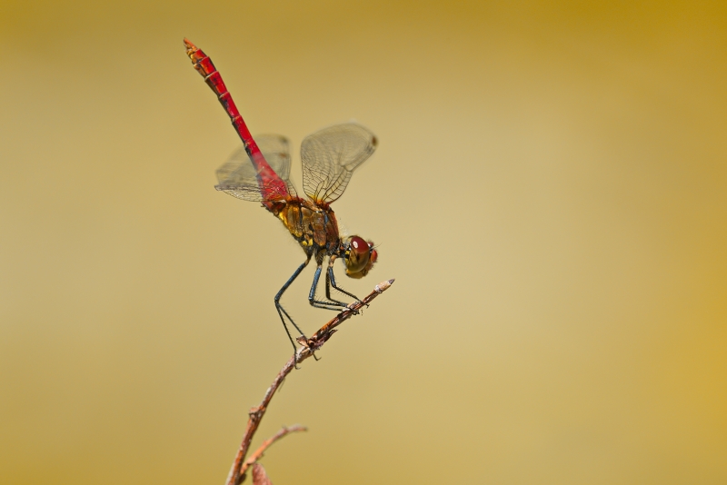 Photo Insectes Sympétrum rouge sang (Sympetrum sanguineum)