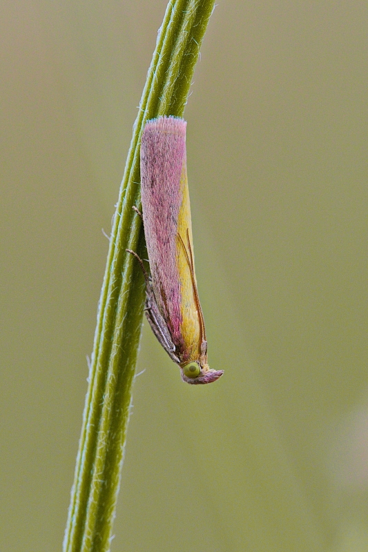 Photo Insectes Phycide incarnat (Oncocera semirubella)
