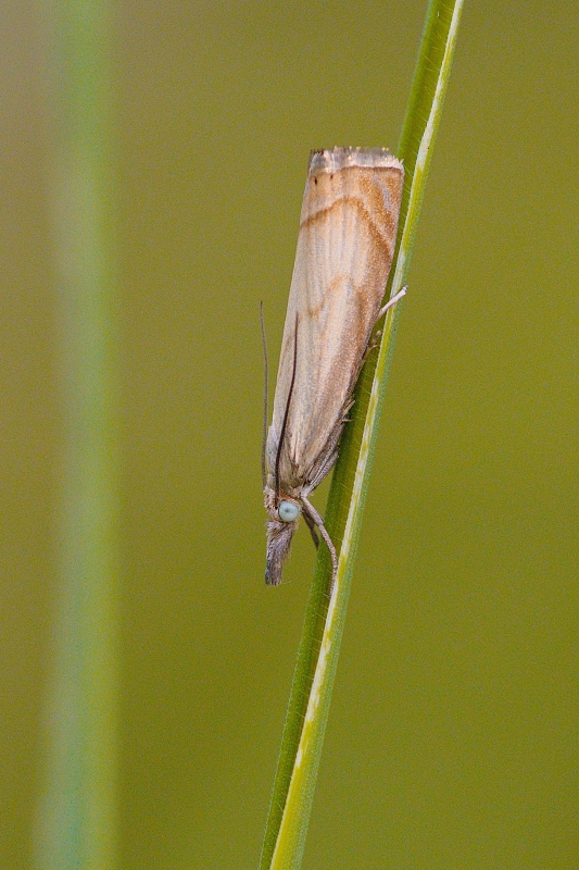 Photo Insectes Crambus des jardins (Chrysoteuchia culmella)