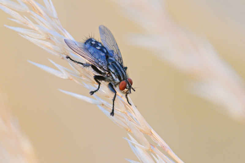 Photo Insectes Mouche à damier (Sarcophaga cf. carnaria)