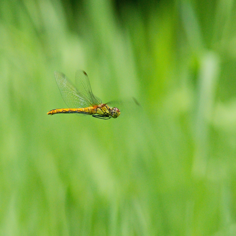 Photo Insectes Sympétrum rouge sang (Sympetrum sanguineum)