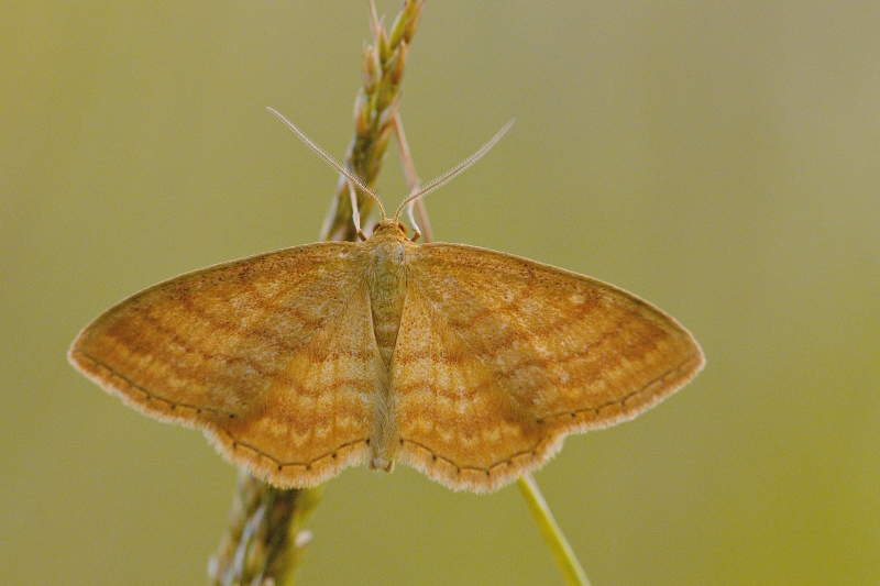 Photo Insectes Acidalie ocreuse (Idaea ochrata)