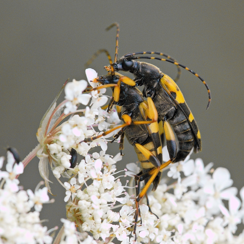 Photo Insectes Lepture tacheté (Rutpela maculata)