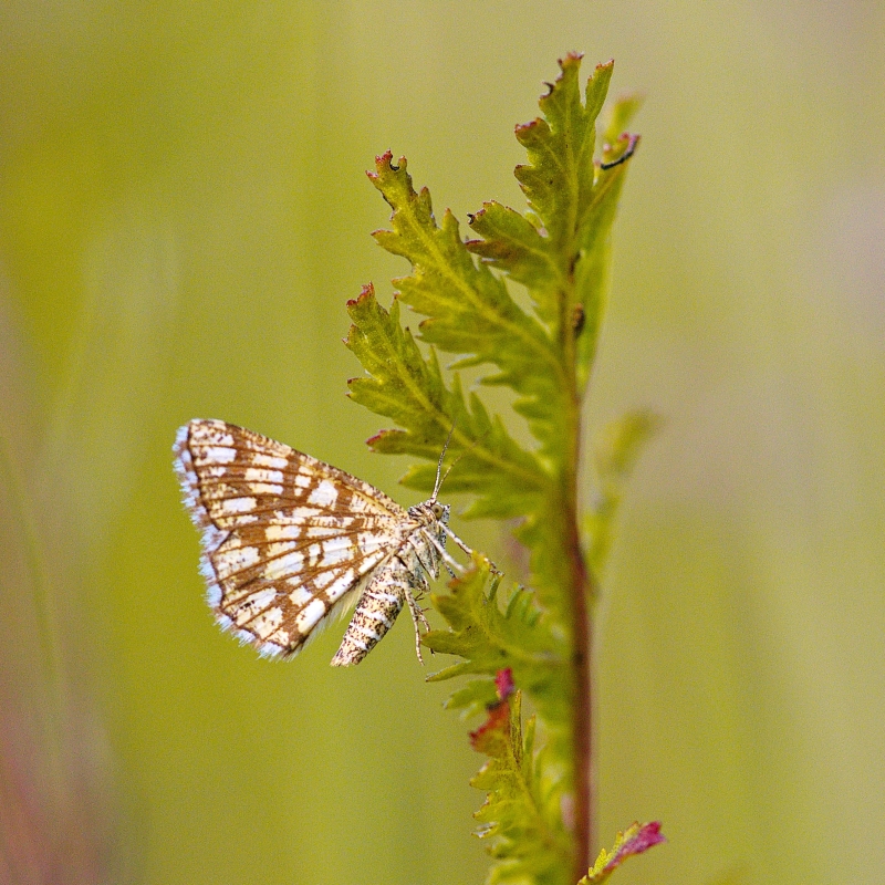 Photo Insectes Réseau (Chiasmia clathrata)