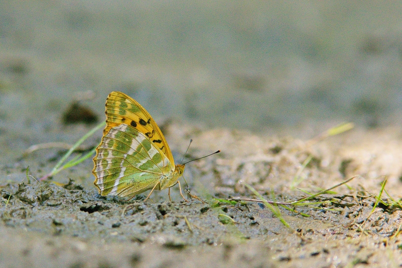 Photo Insectes Tabac d'Espagne (Argynnis paphia)