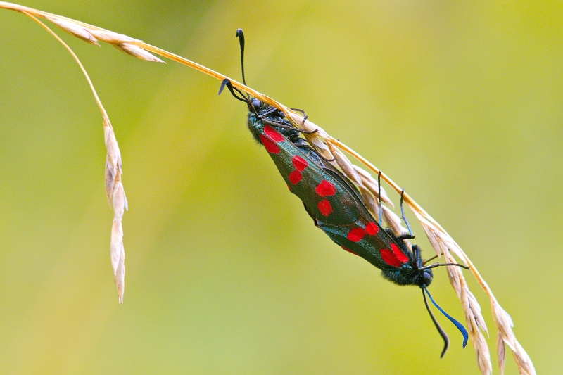 Photo Insectes Zygène de la Filipendule (Zygaena filipendulae)