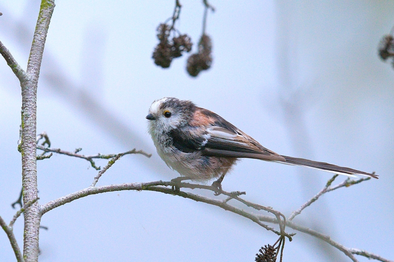 Photo Oiseaux Mésange à longue queue (Aegithalos caudatus)